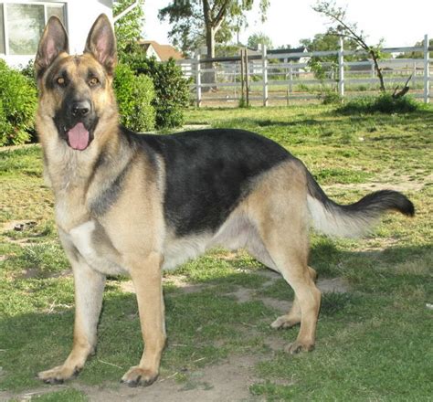 Black Magic German Shepherds: The Perfect Companion for the Paranormal Enthusiast